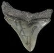 Serrated, Juvenile Megalodon Tooth #69333-1